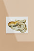 vintage velodona octopus illustration print wall art